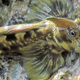 Illustration for article titled Bizarre fish evolved for the oceans — but lives on land